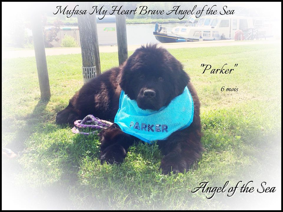 Angel Of The Sea Mufasa my heart brave (dit parker)