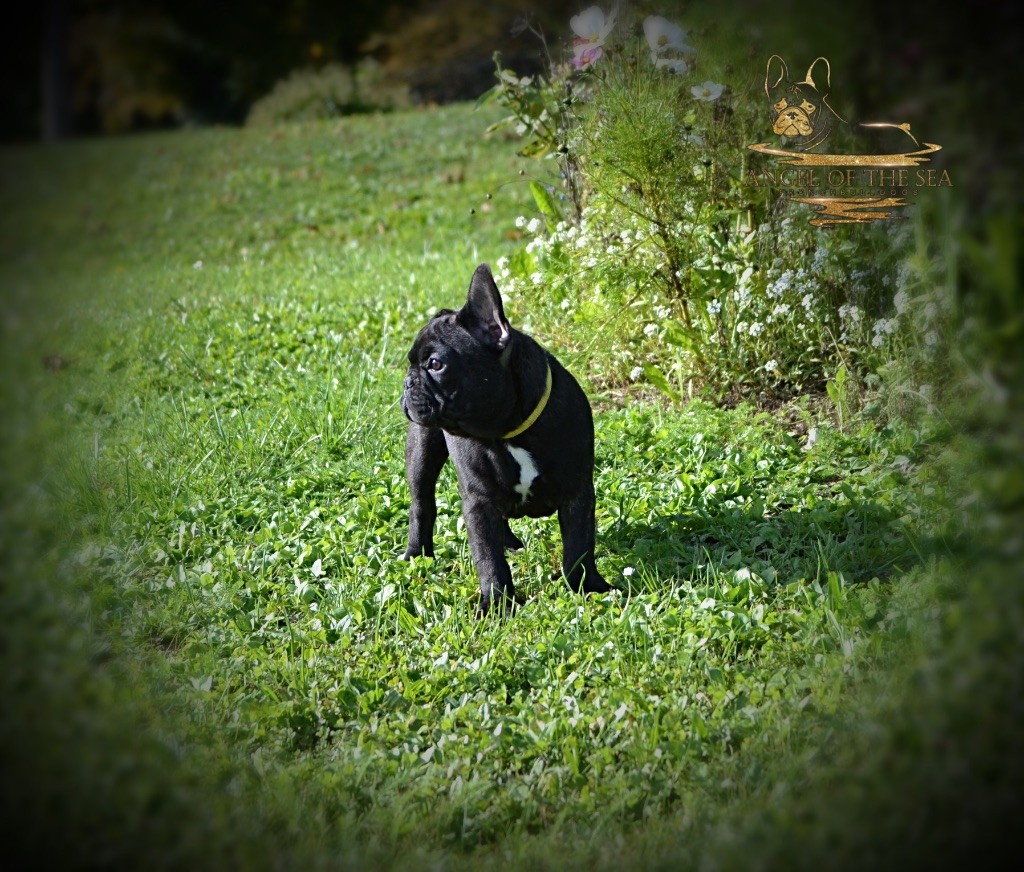 Angel Of The Sea - Chiot disponible  - Bouledogue français