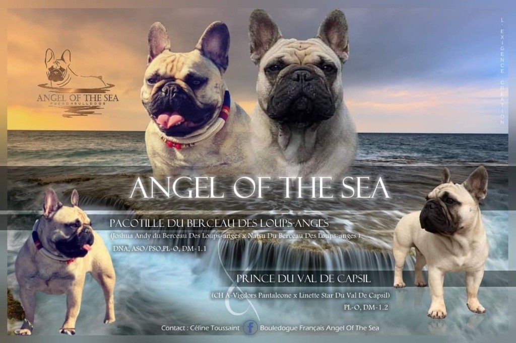 Angel Of The Sea - Bouledogue français - Portée née le 12/07/2021