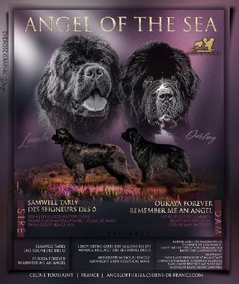 Angel Of The Sea - Terre-neuve - Portée née le 26/05/2022