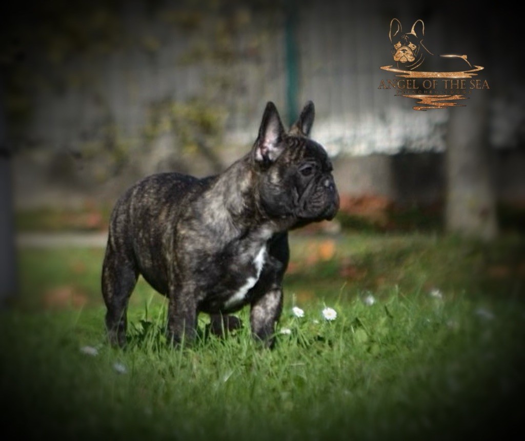 Angel Of The Sea - Chiot disponible  - Bouledogue français