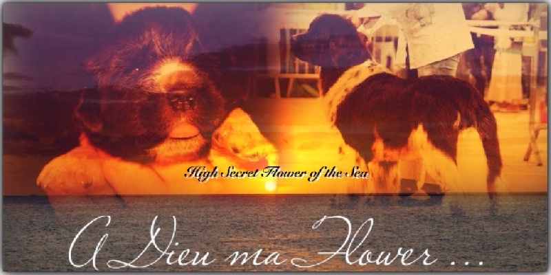 High Secret Flower of the sea