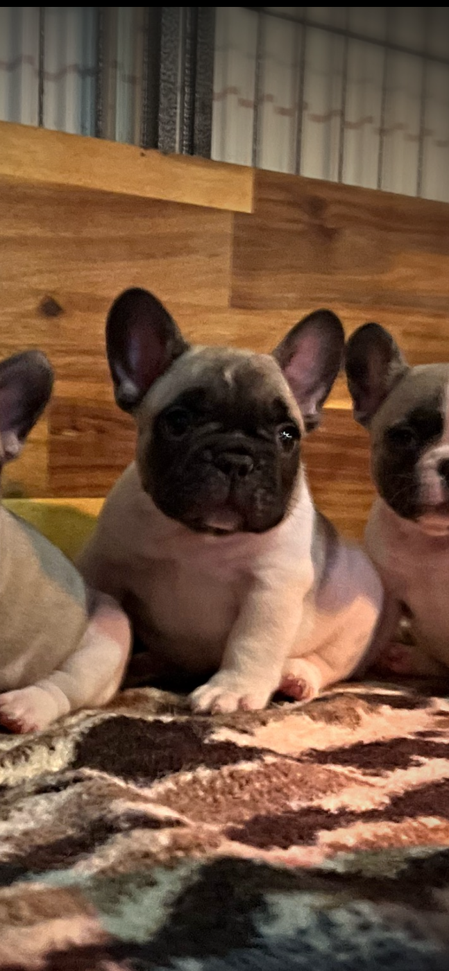 Angel Of The Sea - Chiots disponibles - Bouledogue français