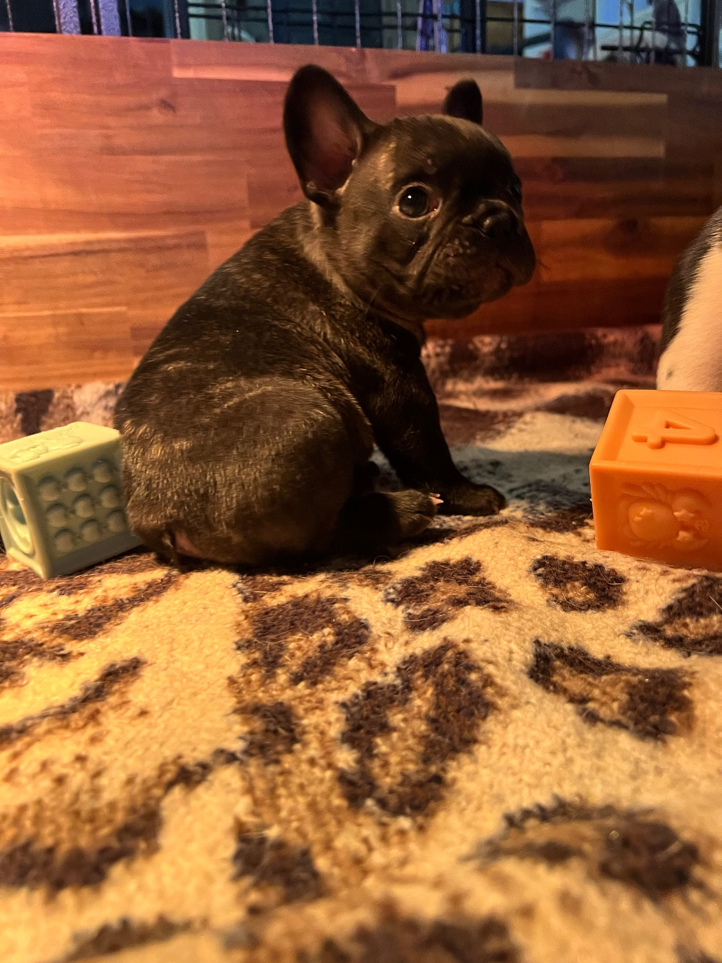 Angel Of The Sea - Chiots disponibles - Bouledogue français