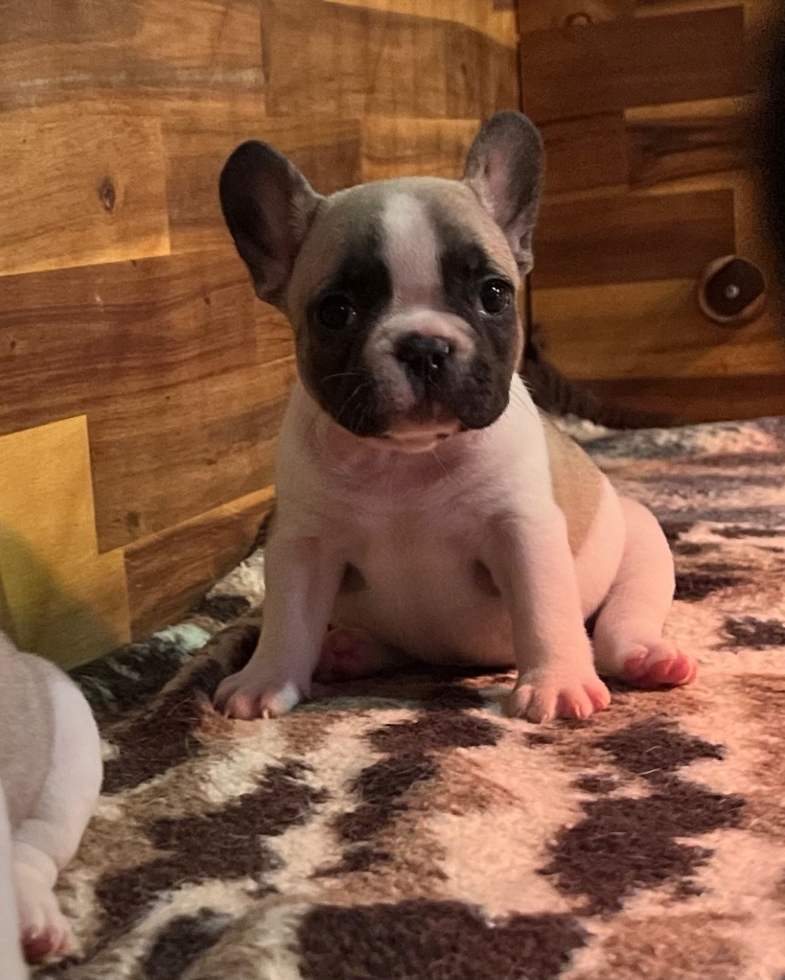 Angel Of The Sea - Chiots disponibles - Bouledogue français