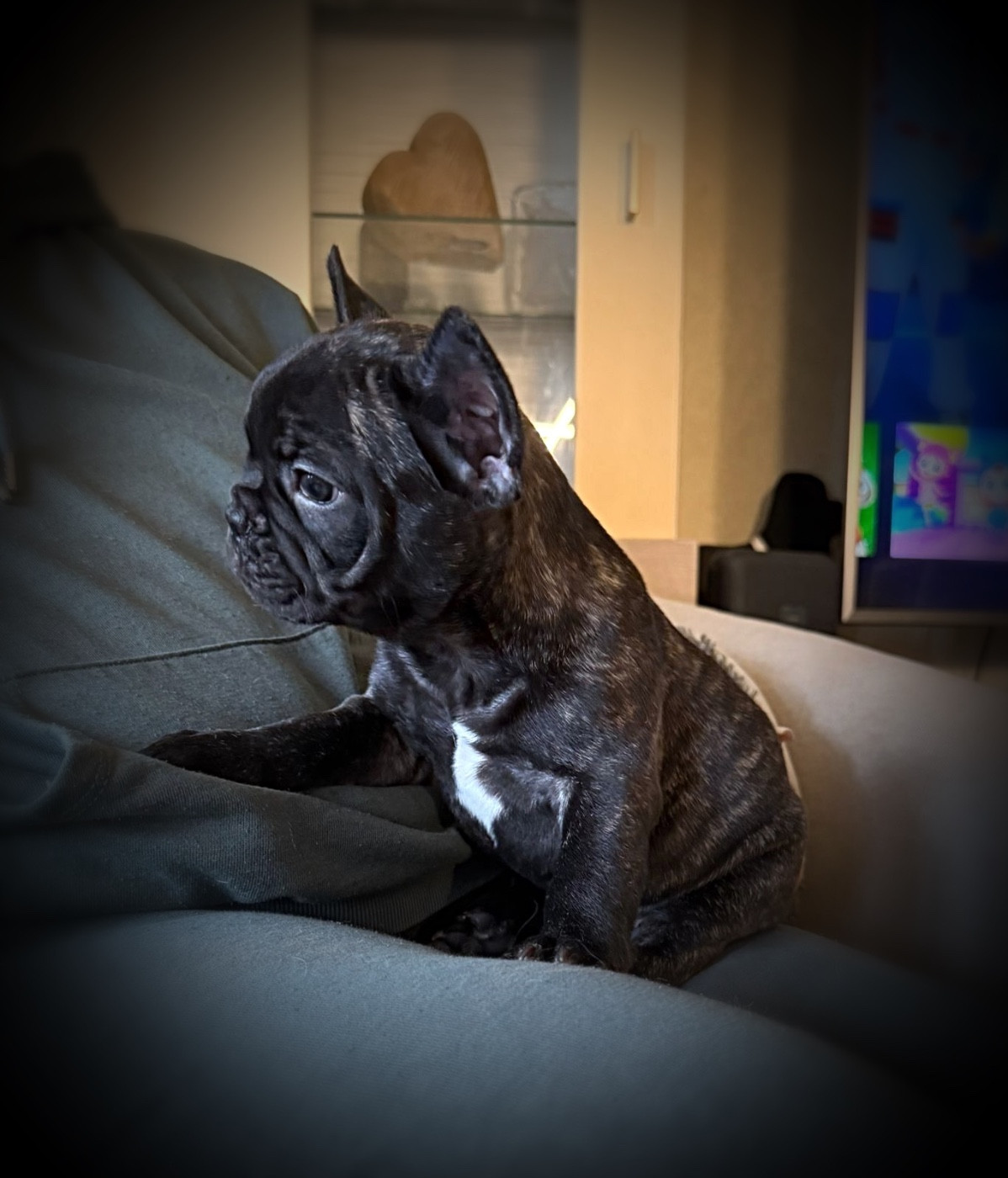 Angel Of The Sea - Chiots disponibles - Bouledogue français