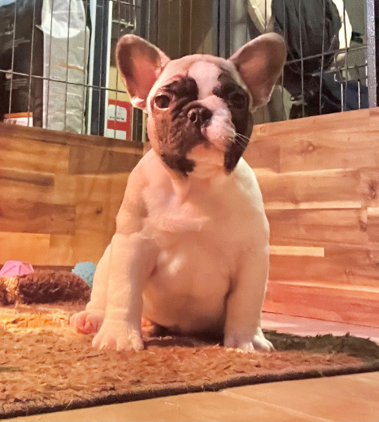 Angel Of The Sea - Chiots disponibles - Bouledogue français