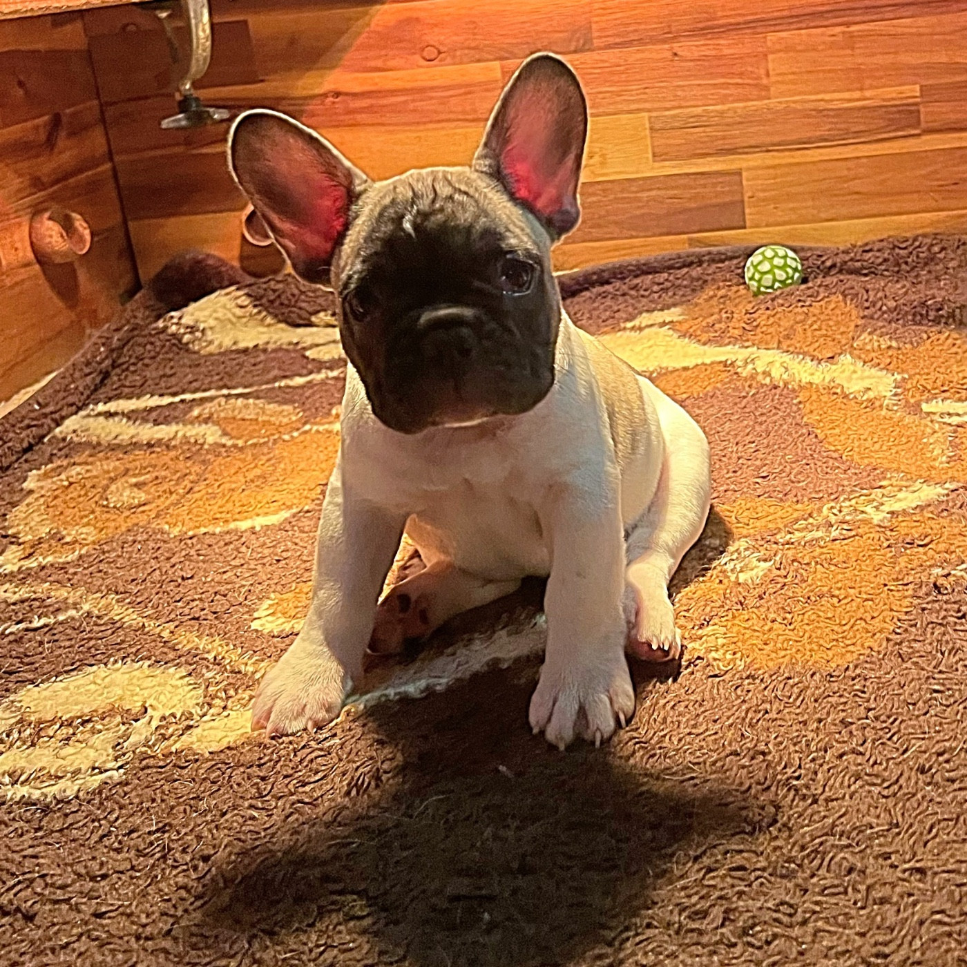 Angel Of The Sea - Chiots disponibles - Bouledogue français