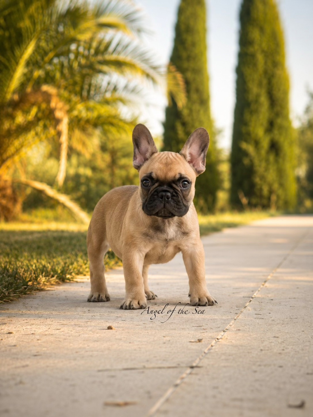 Angel Of The Sea - Chiots disponibles - Bouledogue français