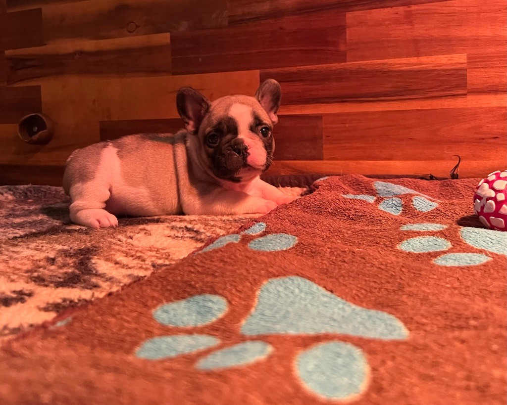 Angel Of The Sea - Chiots disponibles - Bouledogue français