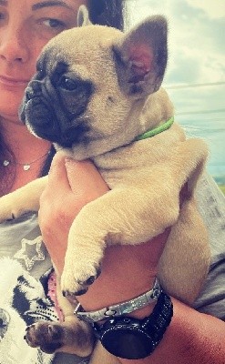 Sybelle 